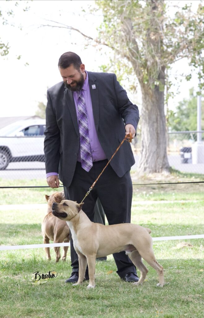 american pit bull terriers in fallon nevada