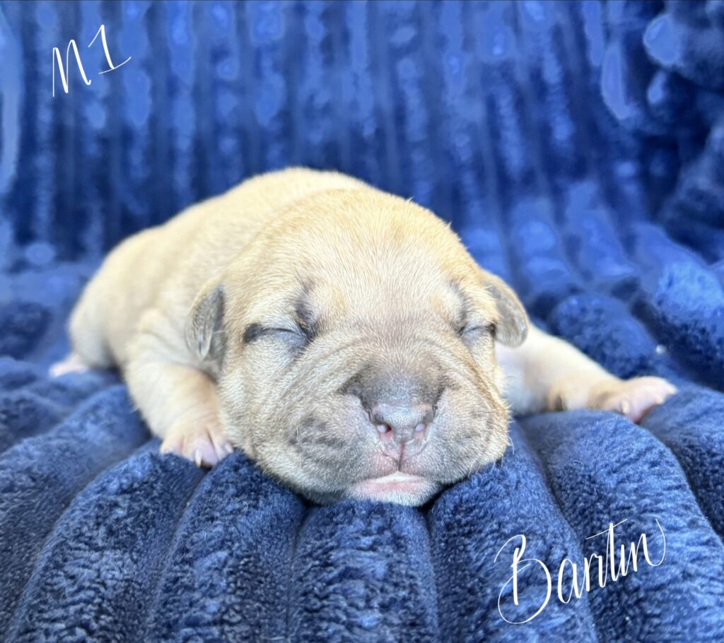 bluenose american pit bull terrier puppies for sale