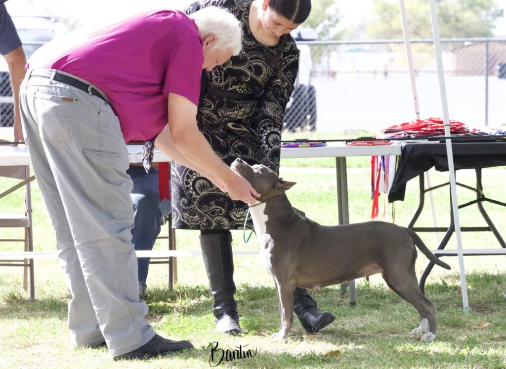 american pit bull terriers in fallon nevada