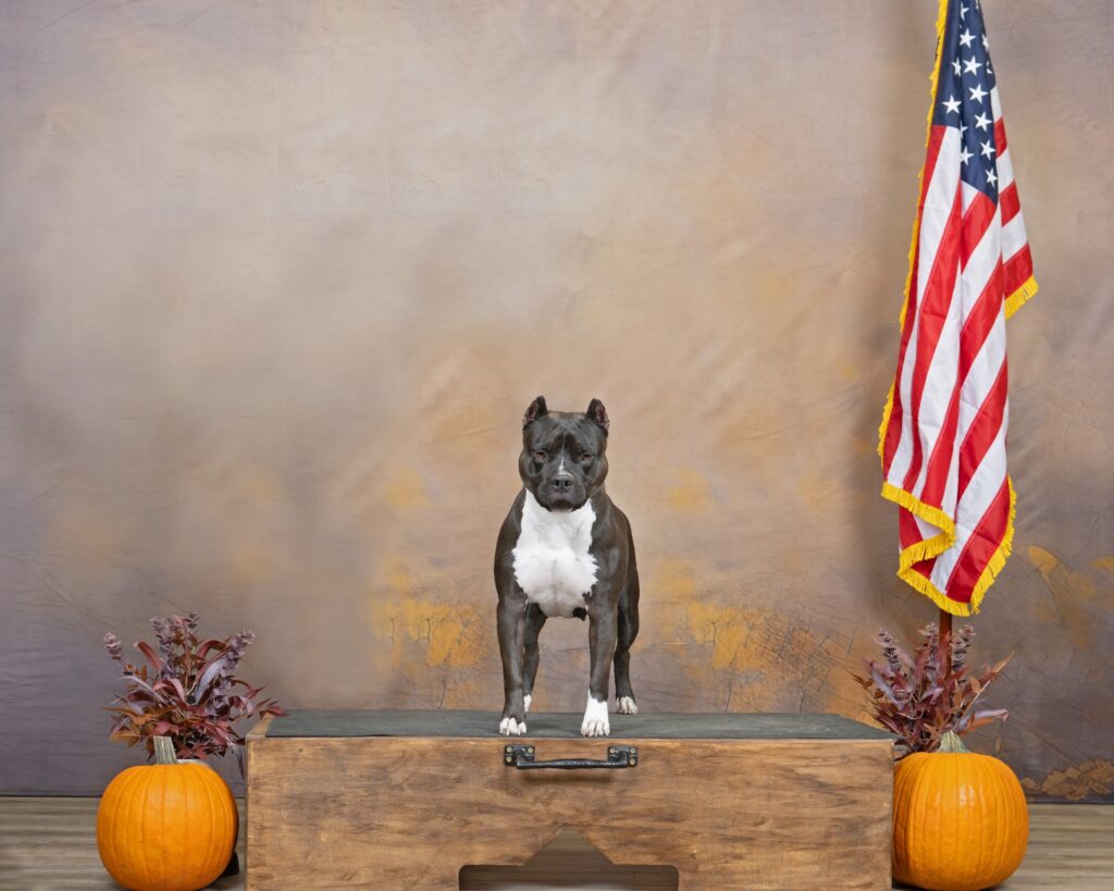 american pit bull terriers in fallon nevada