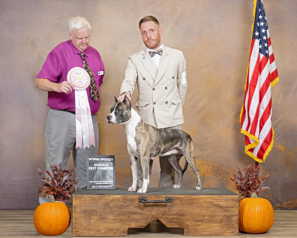 american pit bull terriers in fallon nevada