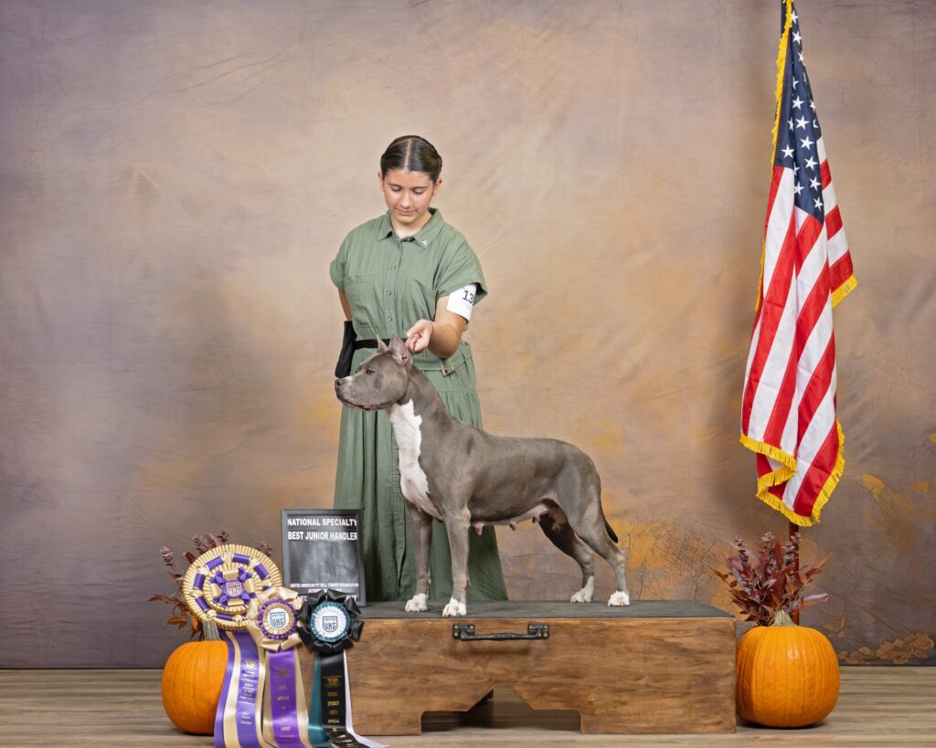 american pit bull terriers in fallon nevada