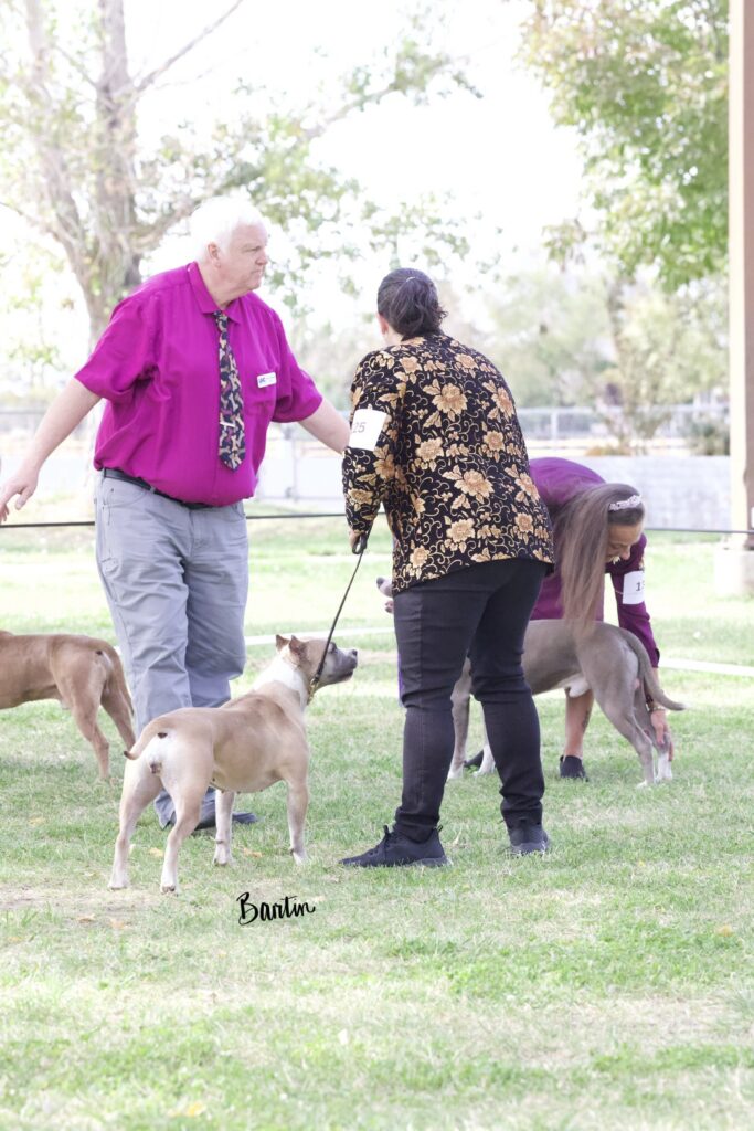 american pit bull terriers in fallon nevada