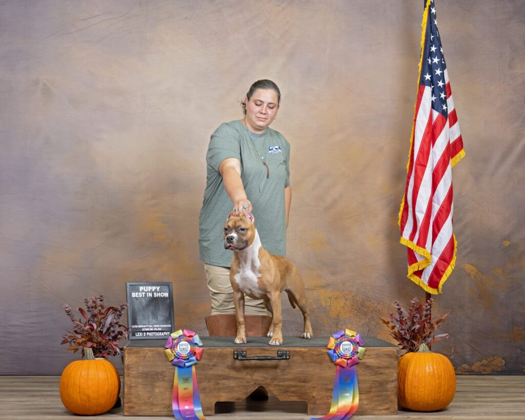 american pit bull terriers in fallon nevada