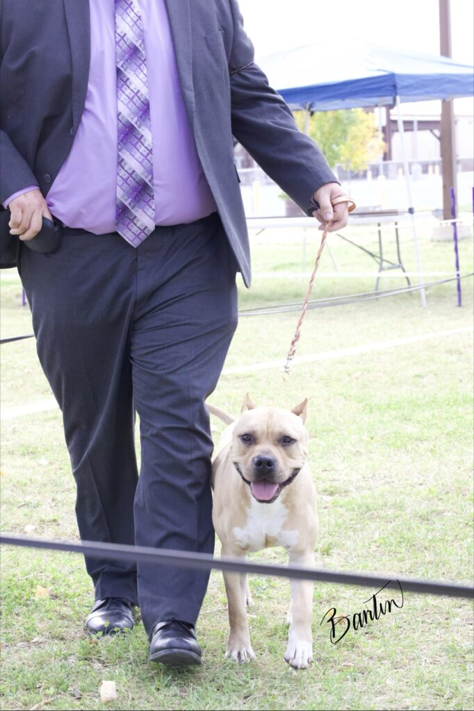 american pit bull terriers in fallon nevada