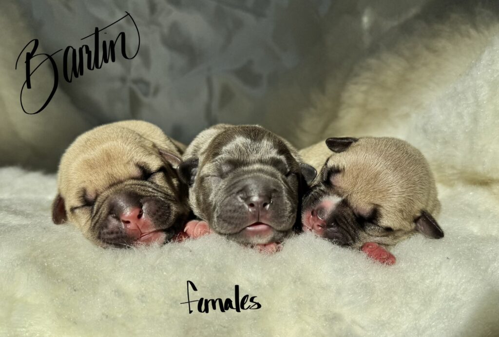 bluenose american pit bull terrier puppies for sale