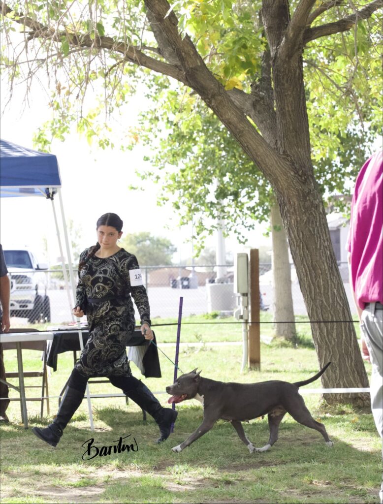 american pit bull terriers in fallon nevada