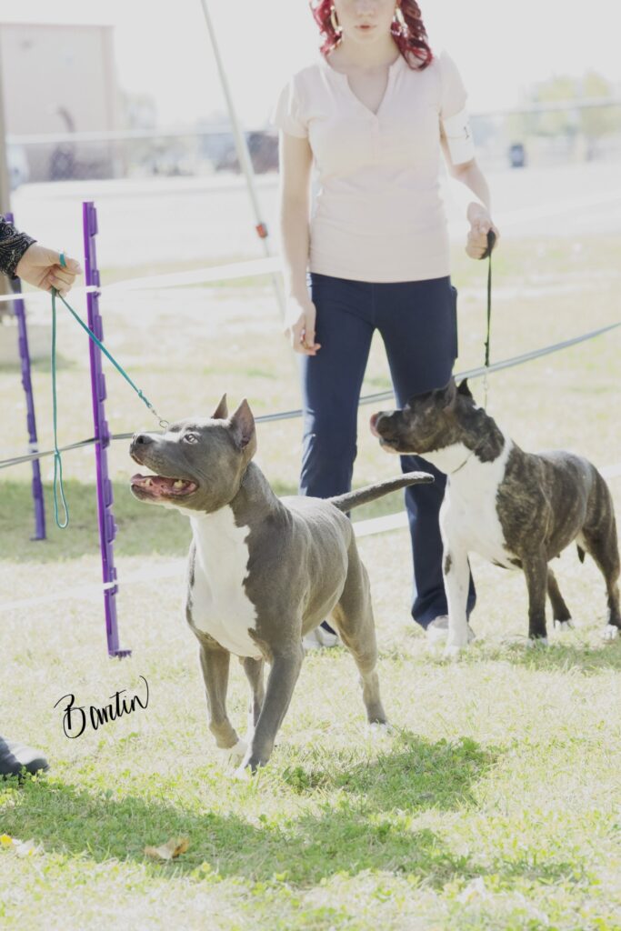 american pit bull terriers in fallon nevada