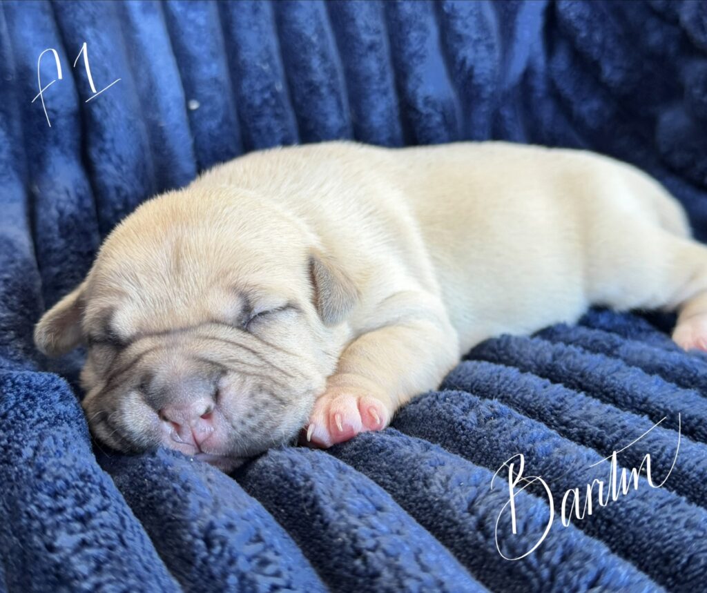 bluenose american pit bull terrier puppies for sale