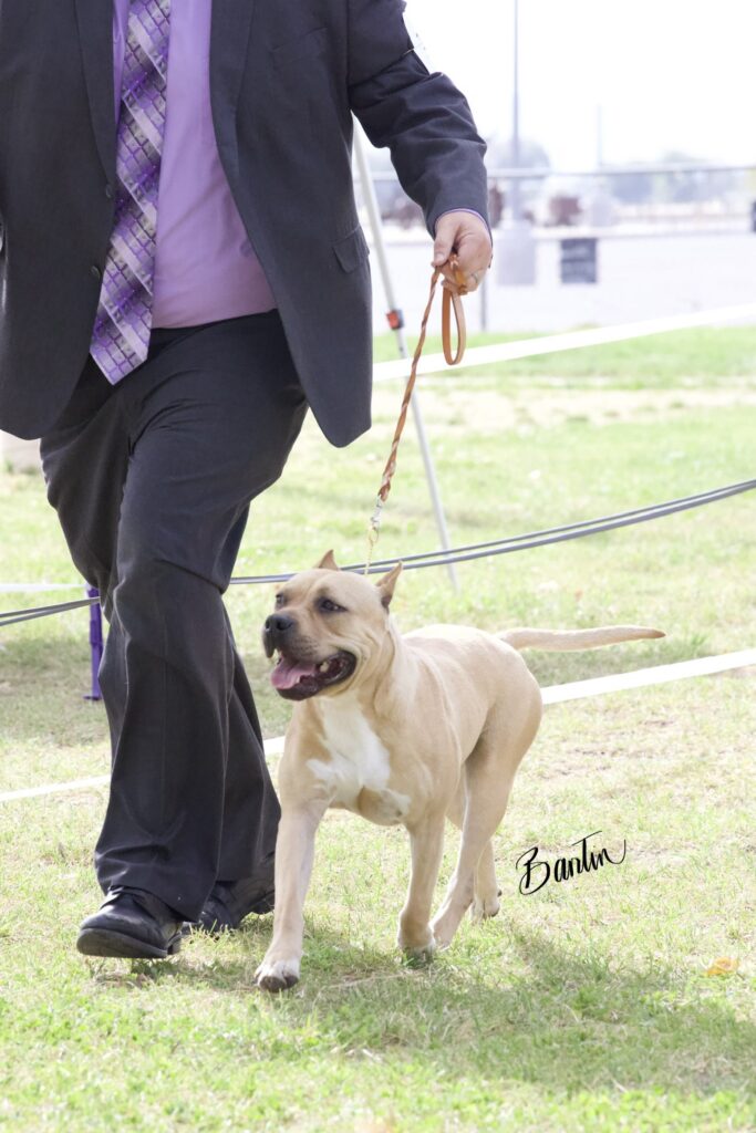 american pit bull terriers in fallon nevada