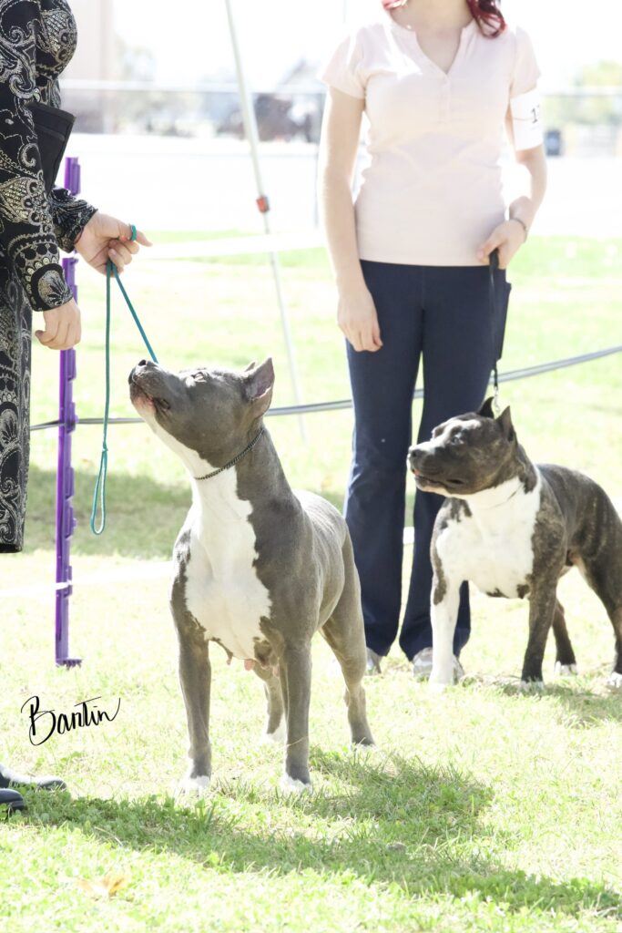 american pit bull terriers in fallon nevada
