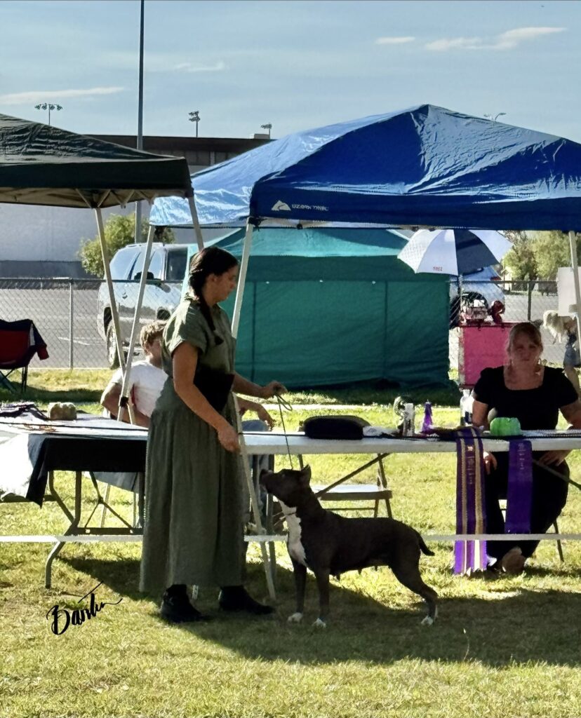 american pit bull terriers in fallon nevada