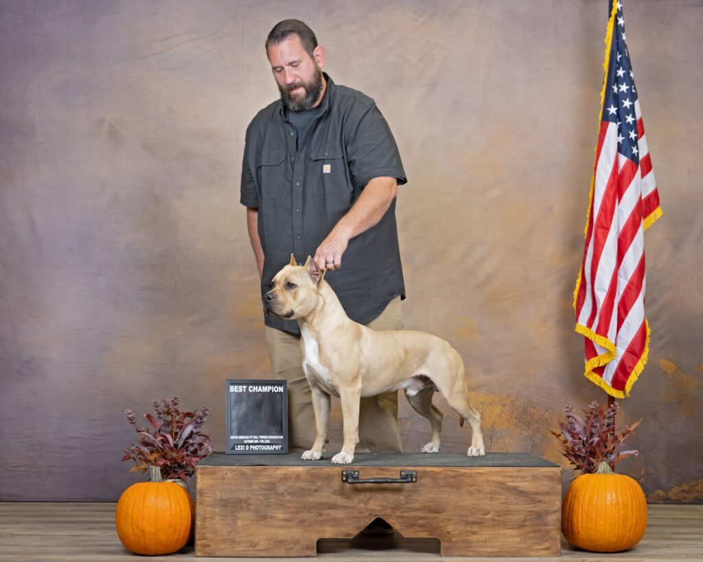 american pit bull terriers in fallon nevada
