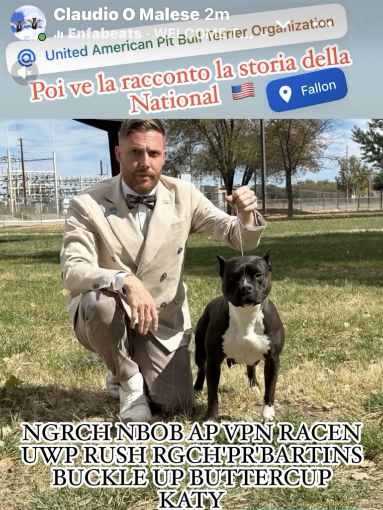 american pit bull terriers in fallon nevada