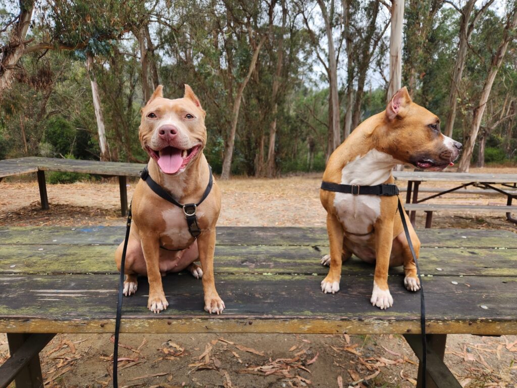 american pit bull terriers in california