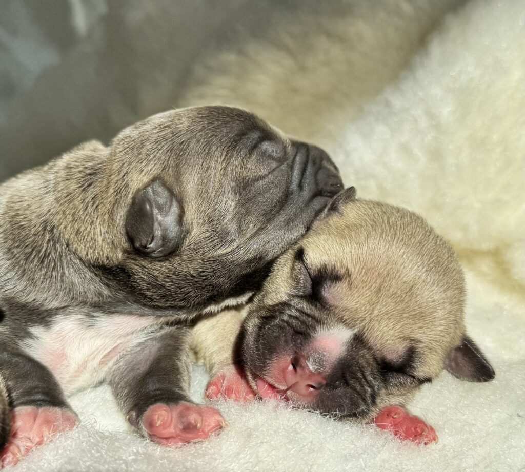 bluenose american pit bull terrier puppies for sale