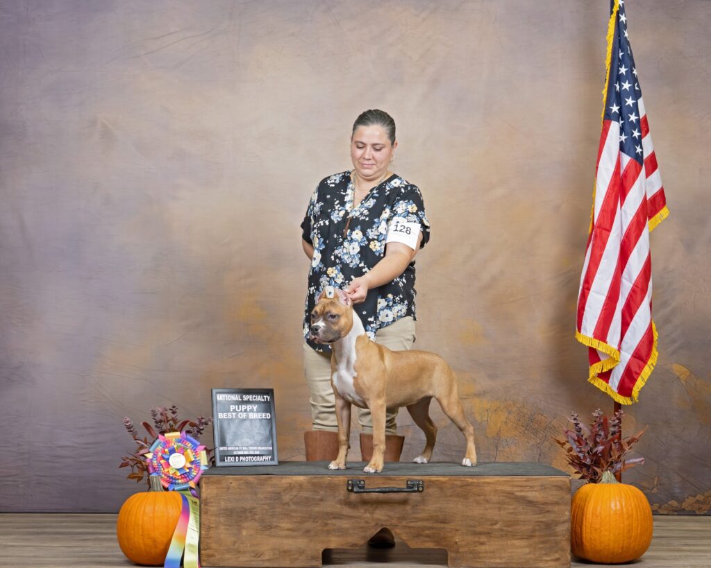 american pit bull terriers in fallon nevada