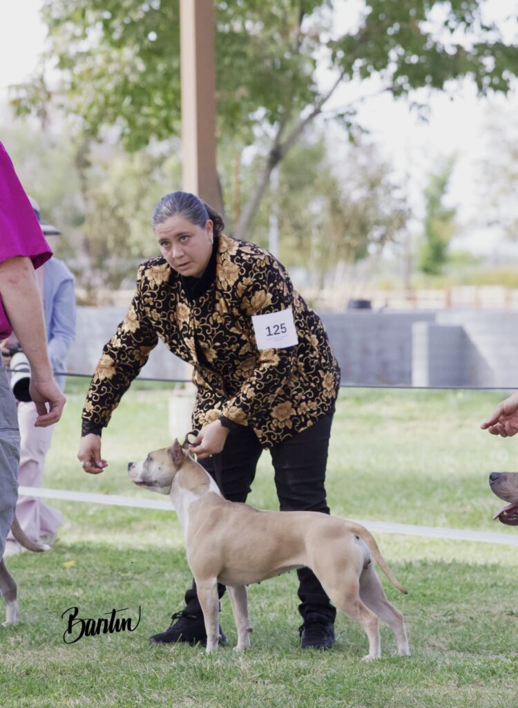 american pit bull terriers in fallon nevada