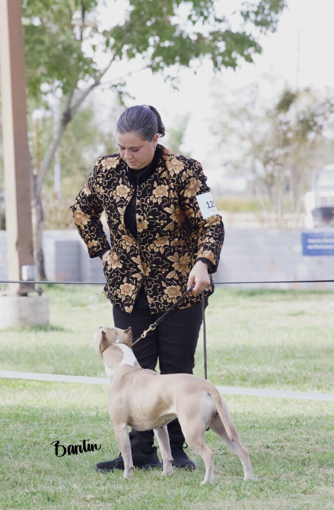 american pit bull terriers in fallon nevada