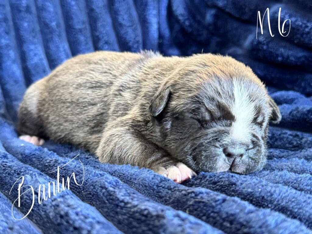 bluenose american pit bull terrier puppies for sale